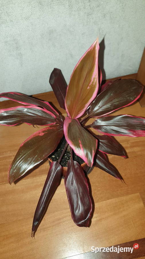 Kordylina pięknie wybarwiona Warszawa