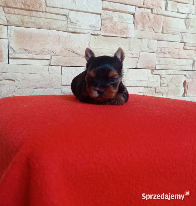 Yorkshire terrier Uroczy maleńki piesek Zwierzęta Nowe Miasteczko