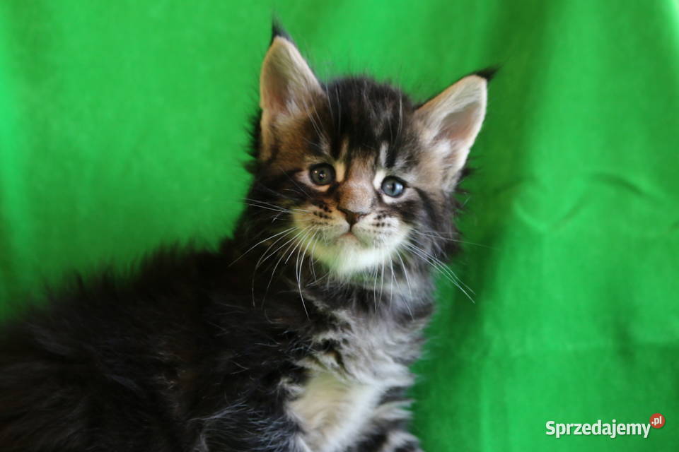 Kociaczki  maine coon z prawdziwym rodowodem.