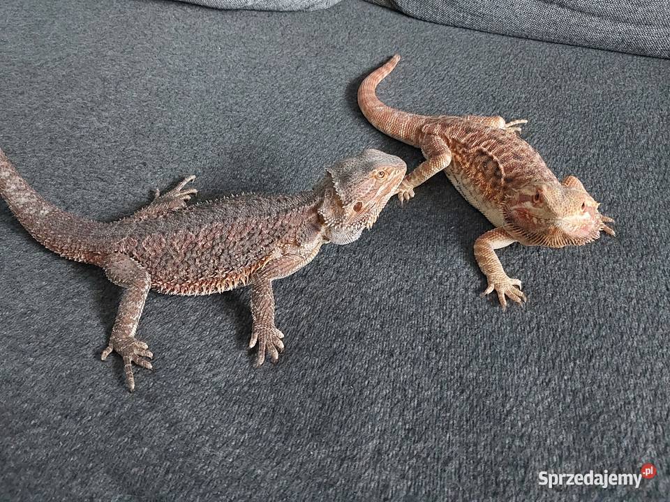 Agama brodata samiczka pomorskie Reda