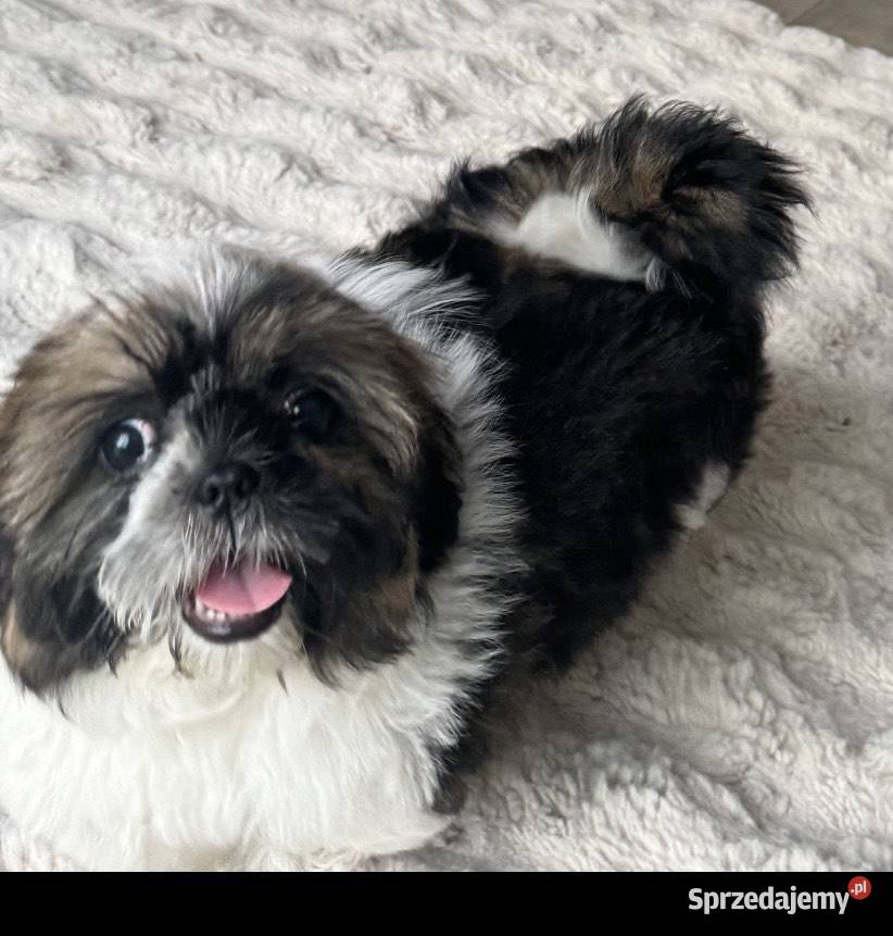 Sprzedam suczkę rasy Shih Tzu 4 miesiące Sanniki