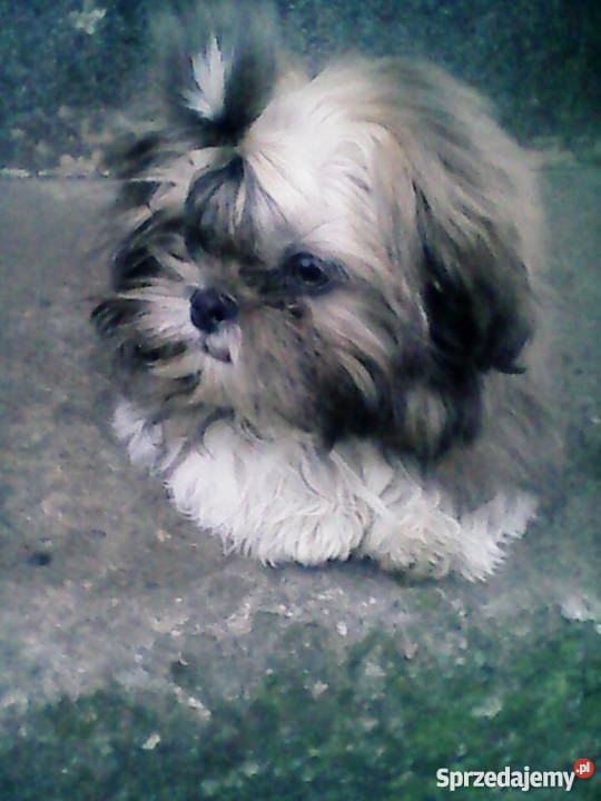 Cztero miesięczny shih tzu Stargard Szczeciński