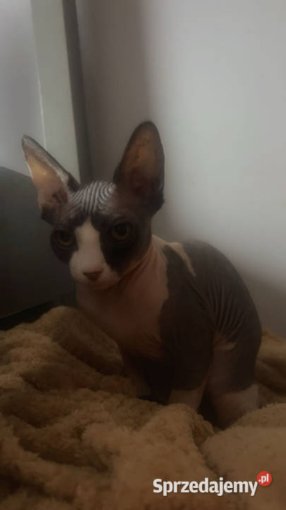 Piękna kotka sfinks do odbioru Łódź sprzedam