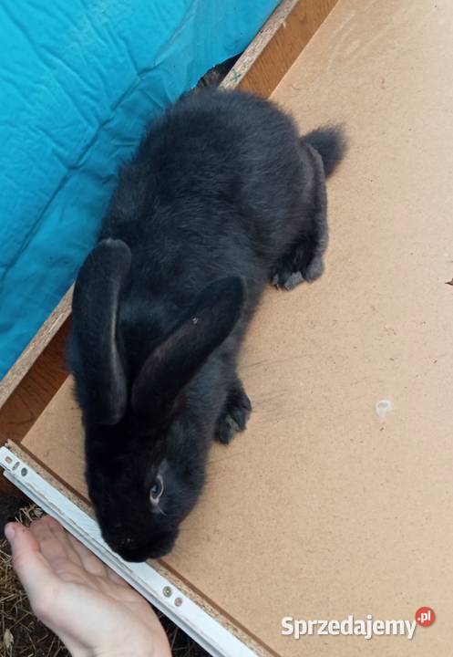 Króliki hodowlane ostatni samczyk Giełda zwierząt Siewierz sprzedam