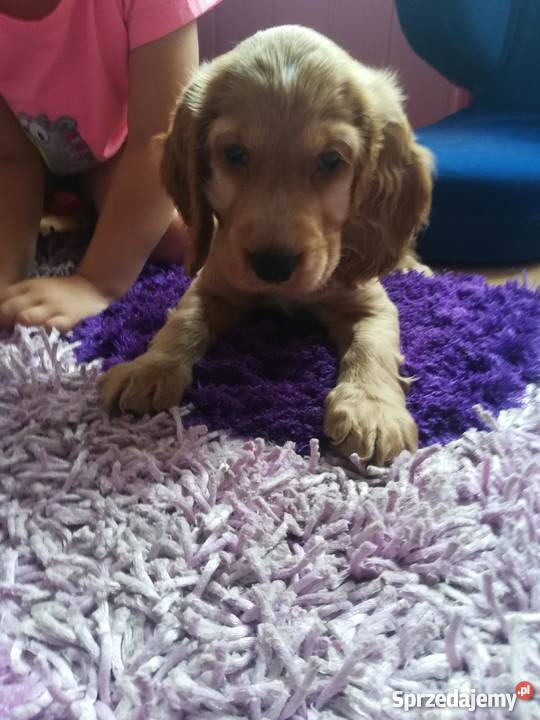 Śliczny szczeniak Cocker Spaniel