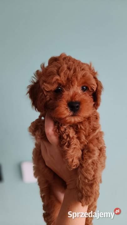 Piesek Maltipoo Brzozie