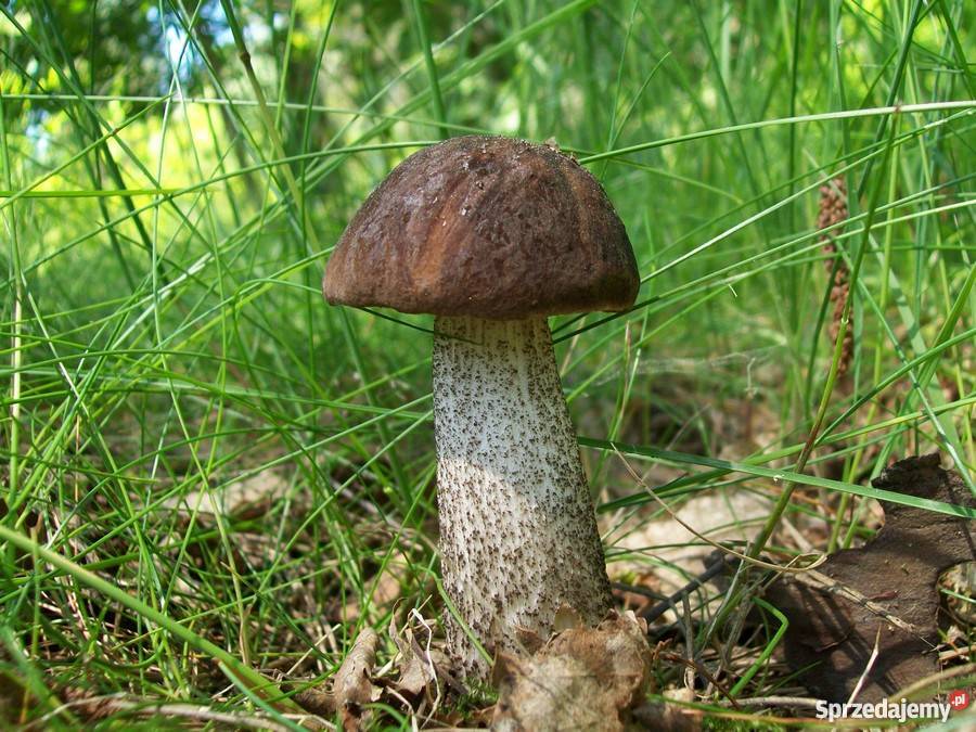 Grzybnia Koźlarz Babka 10 g MYCELIUM Kraków