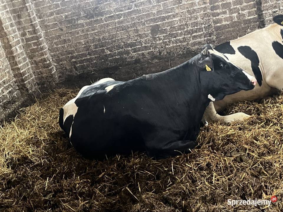 Jałówki wysokocielne mazowieckie Begno sprzedam
