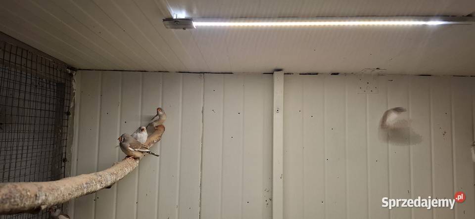 Zeberki Zakliczyn sprzedam