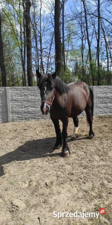 Klacz źrebna 45 letnie Majdan Sieniawski