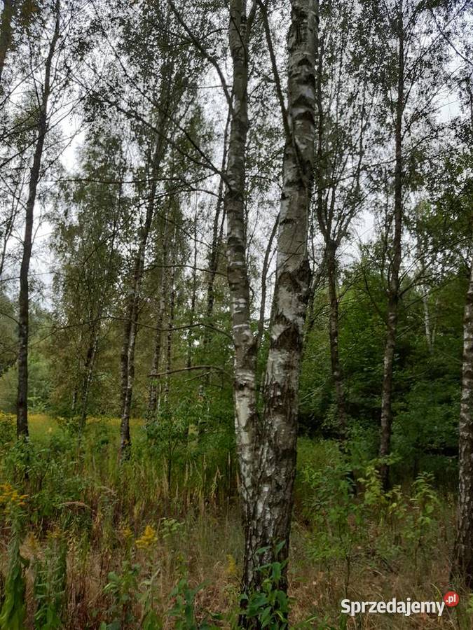 działka rolno budowlana Sprzedaż podkarpackie Kosowy