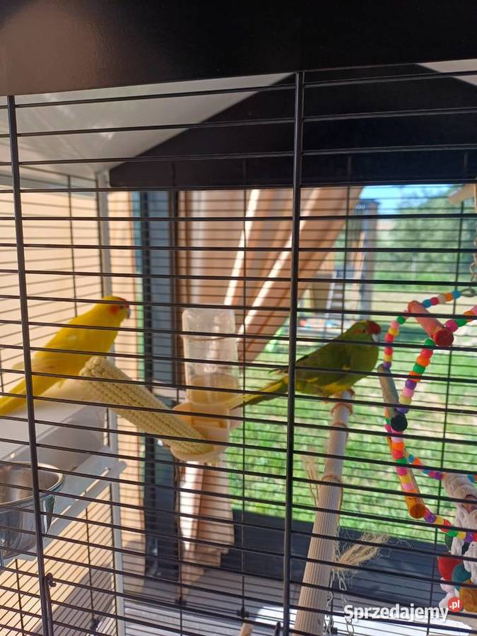 Sprzedam klatkę z papugami podkarpackie Dynów