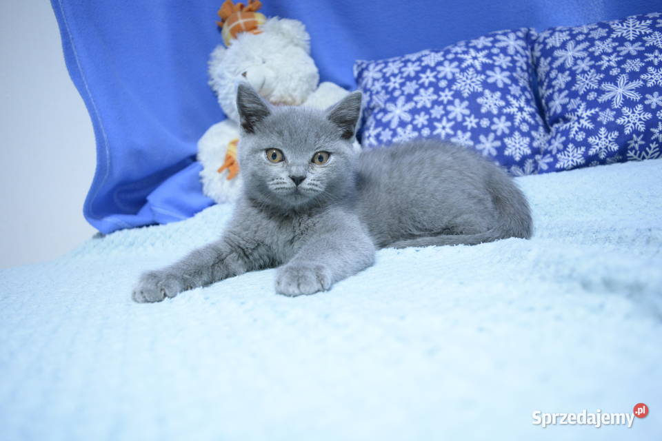 Kociaki brytyjskie na Gwiazdkę Brytyjski mazowieckie