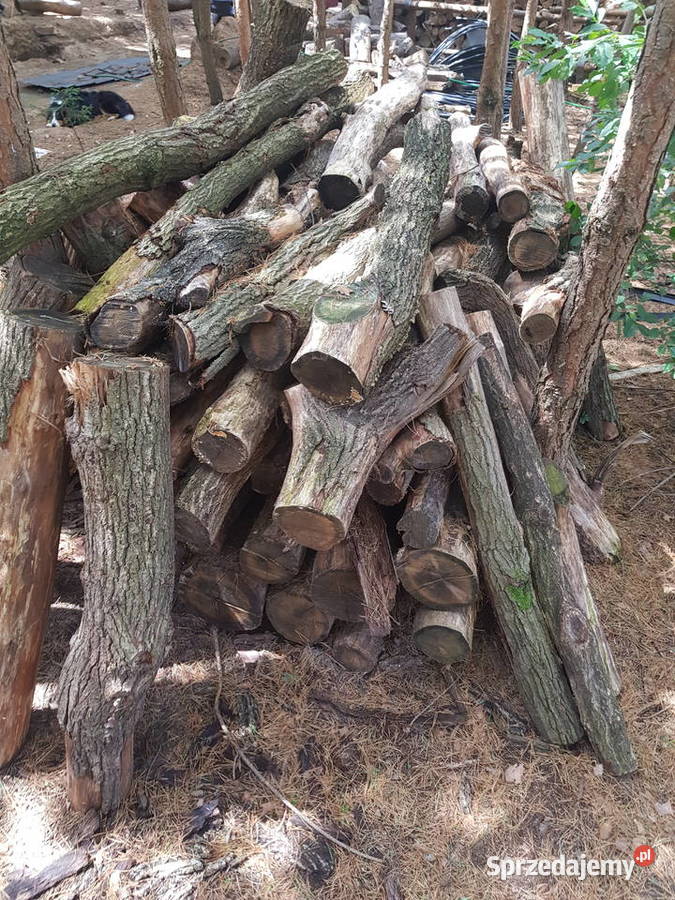 Buk wyprzedaz sezonowany 3 lata Płońsk sprzedam