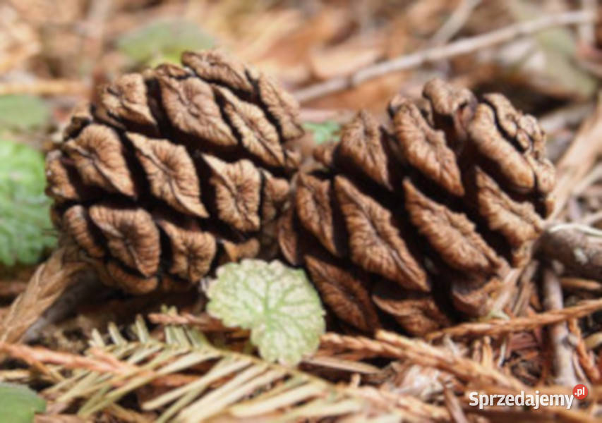 MAMUTOWIEC OLBRZYMI Sequoiadendron giganteum Nasiona Lubanie