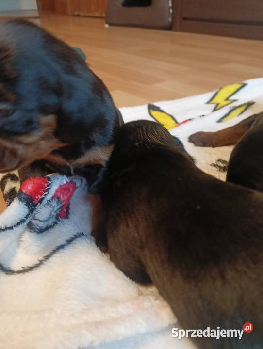 Polski Gończy do REZERWACJI