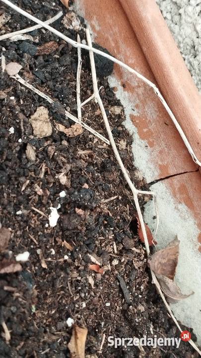 donice ogrodowe wiszące dwie sztuki komplet wielkopolskie sprzedam