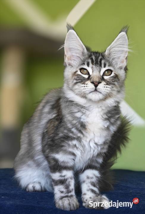 Maine Coon kotka rodowód fpl małopolskie