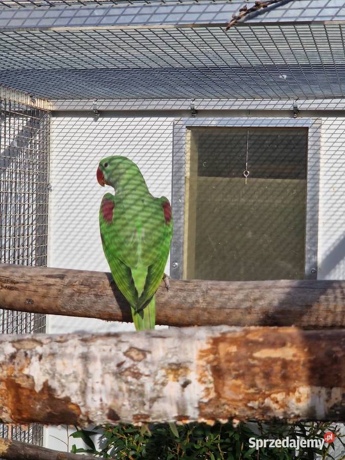 Aleksandretty Wielkie 2025 lutino para Poznań