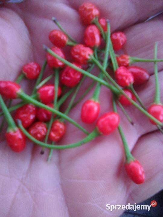 Papryka CHILTEPIN Chilli Tepin nasiona Gostyń sprzedam
