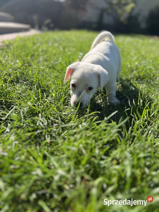 Jack Russell Terrier
