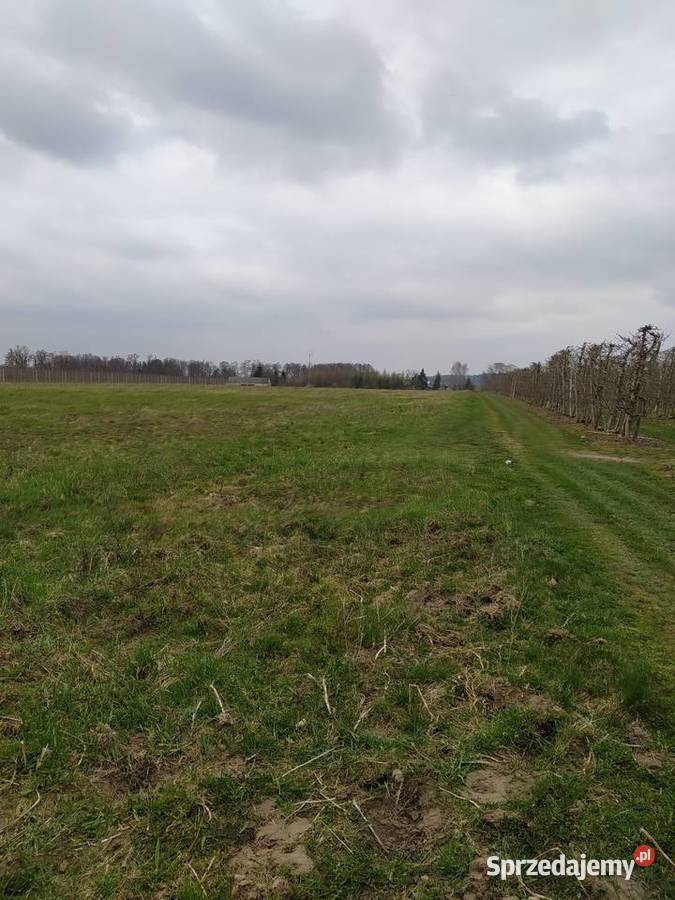 Wydzierżawie grunty orne Goszczyn