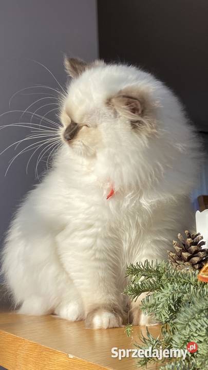 Kotka hodowlana ragdoll gotowa do odbioru Grodzisk Mazowiecki sprzedam