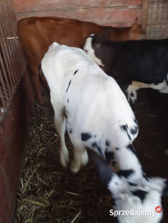 Cielęta do dalszego chowu Rolnictwo Mzurowa