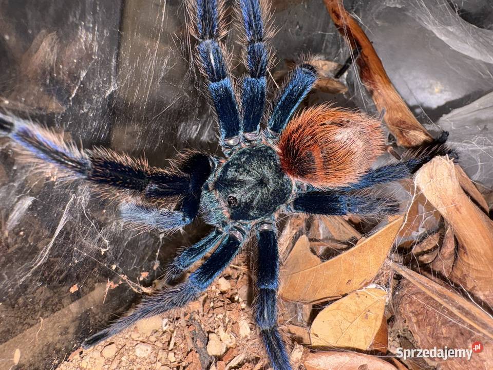 Dorosły samiec Chromatopelma cyaneopibescens