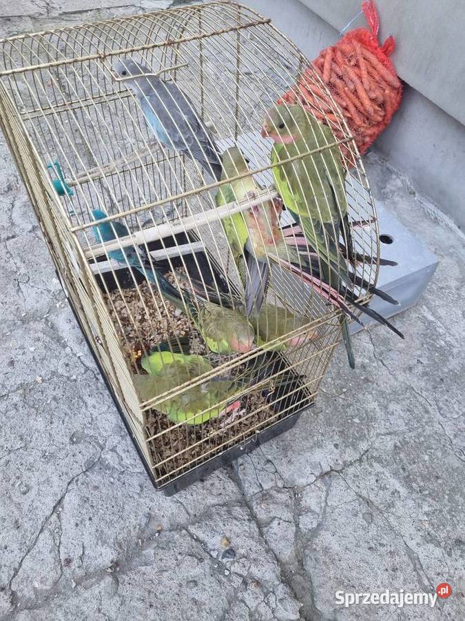 Sprzedam księżniczki Walii Chlebnia