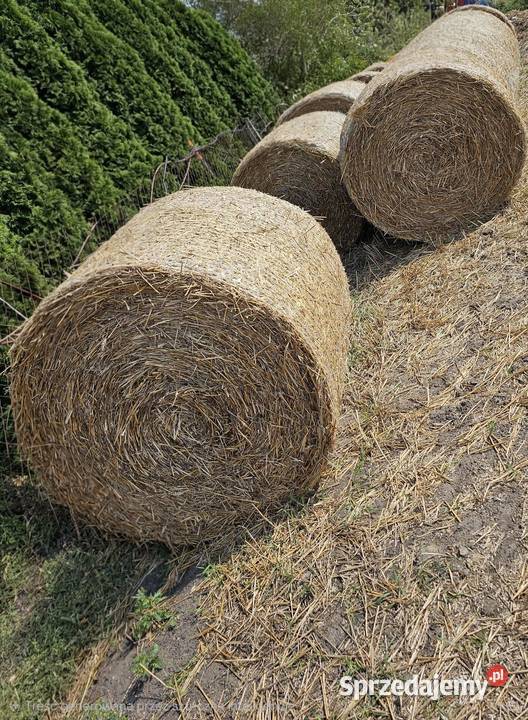 Sprzedam tegoroczne baloty słomy pszenicznej 120 Trawy, słoma Skierniewice sprzedam