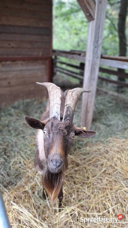 Kozioł Cap Alpejski