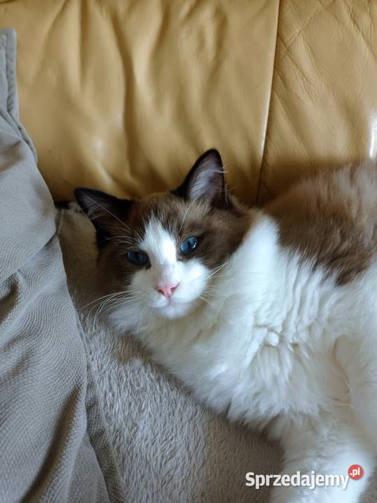 Kocięta Kocurek Ragdoll FPL dostępny Ragdoll Stopnica sprzedam