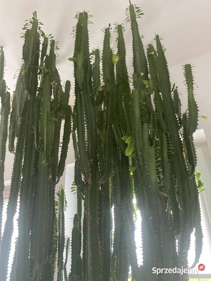 Ogromny i imponujący wilczomlecz do dużego Szczecin sprzedam