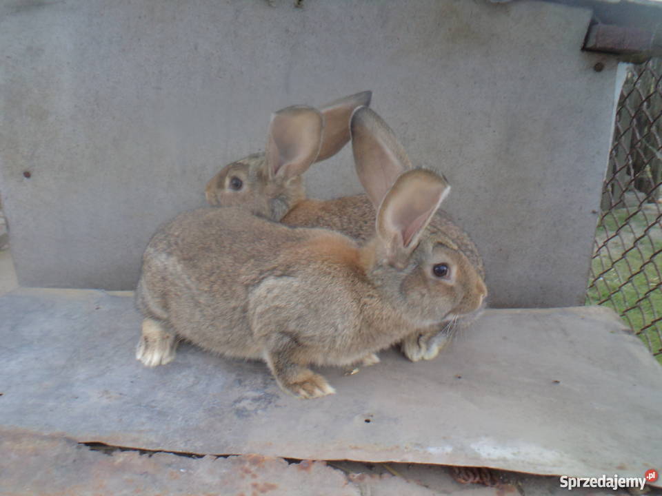 Sprzedam młode króliki belgijskie kujawsko-pomorskie Ciechocin