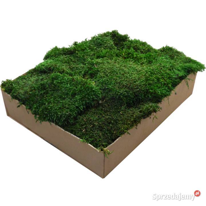 Mech Płaski PREMIUM Natural Green Karton 600g Czarków