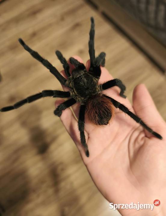 Aphonopelma anax dorosły świeży samiec Pozostałe Dąbrowice sprzedam