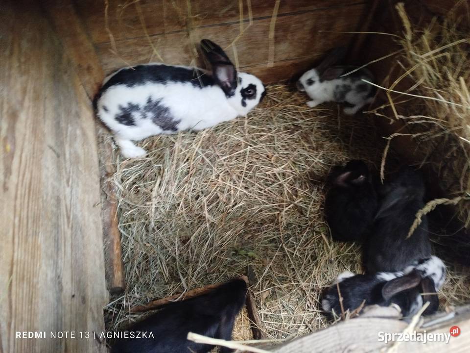 Króliki rasowe i mieszańce Hyżne