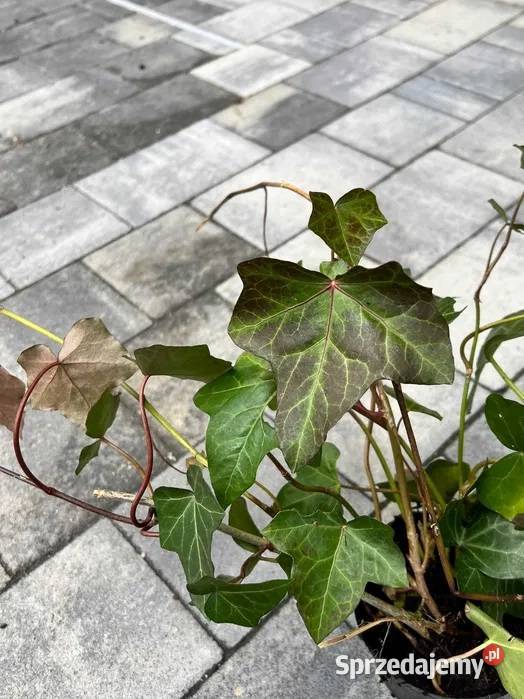 Sadzonki bluszcz zimozielony ukorzenione 2letnie Kraków