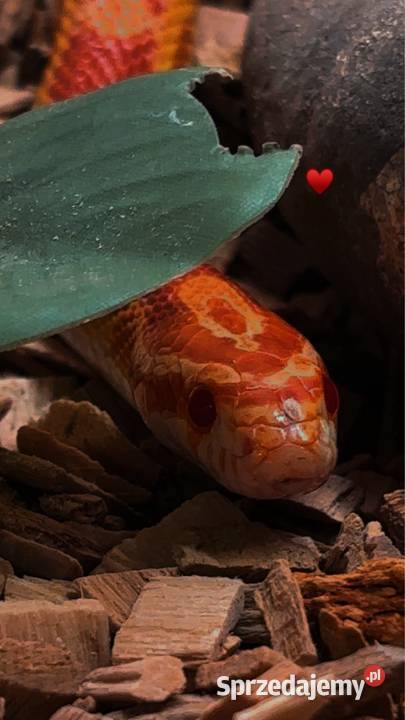 Wąż zbożowy podkarpackie Mielec sprzedam