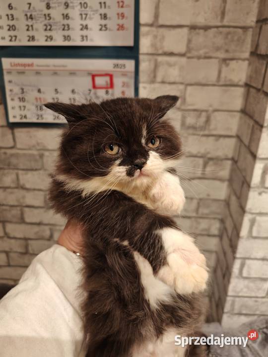 Pers Persy kot kotka Warszawa sprzedam