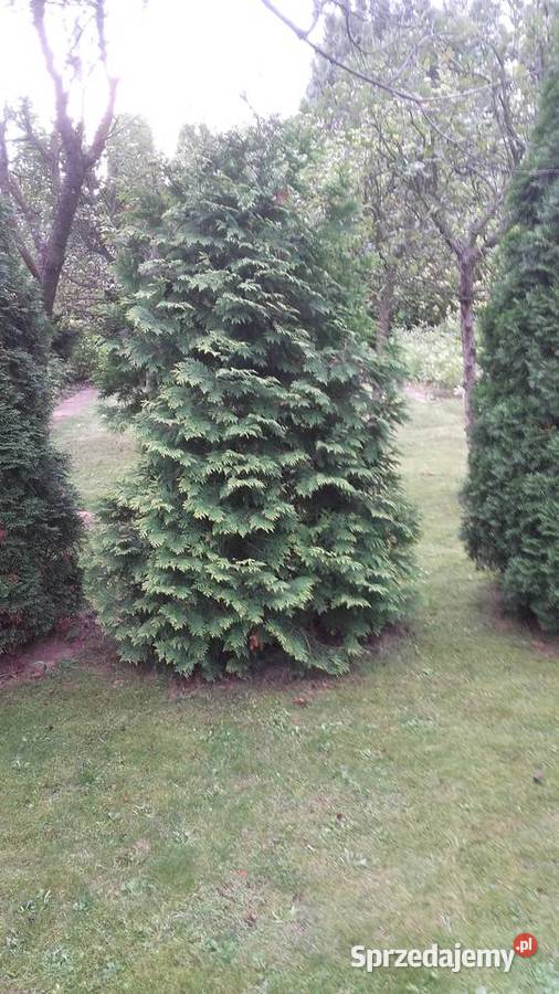 SPRZEDAM DZIAŁKĘ ROD Nowy Sącz