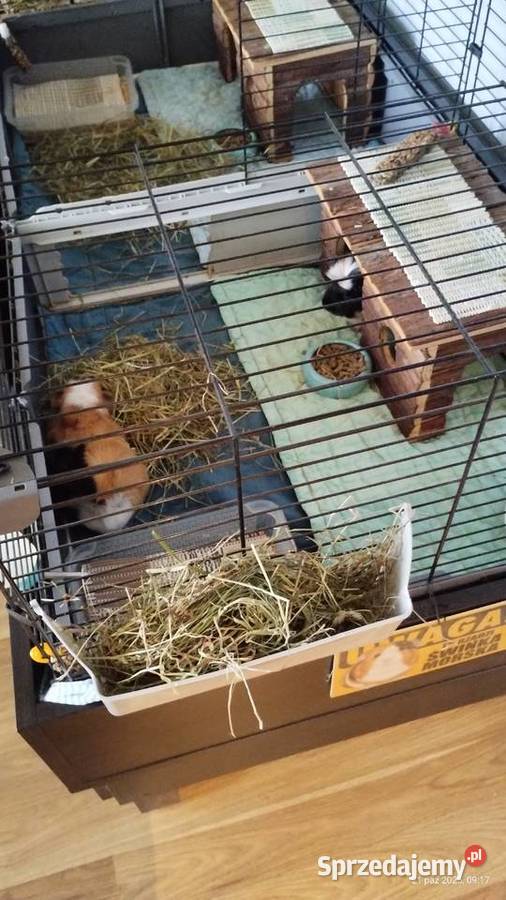 klatka modułowa swinek morskich