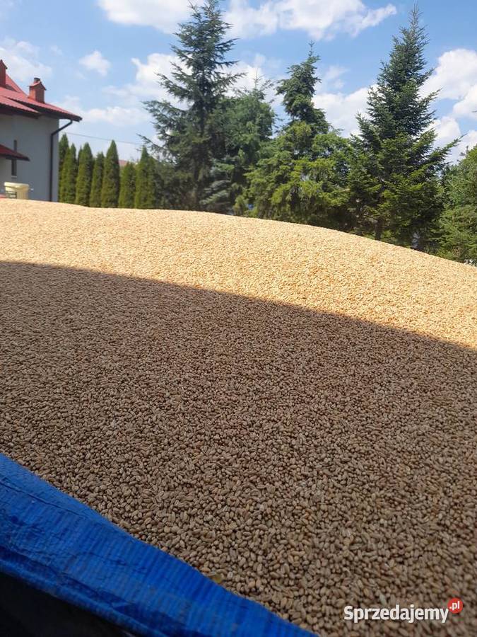 Pszenica ozima Leżajsk