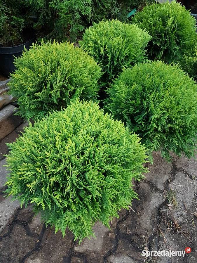 Tuja Danica 35 Kula Kulista Ukorzenione Donica Ożarów Mazowiecki