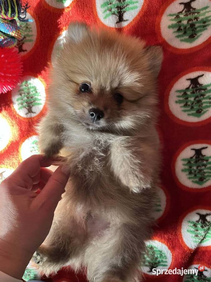 szpic miniaturowy piesek Skalbmierz