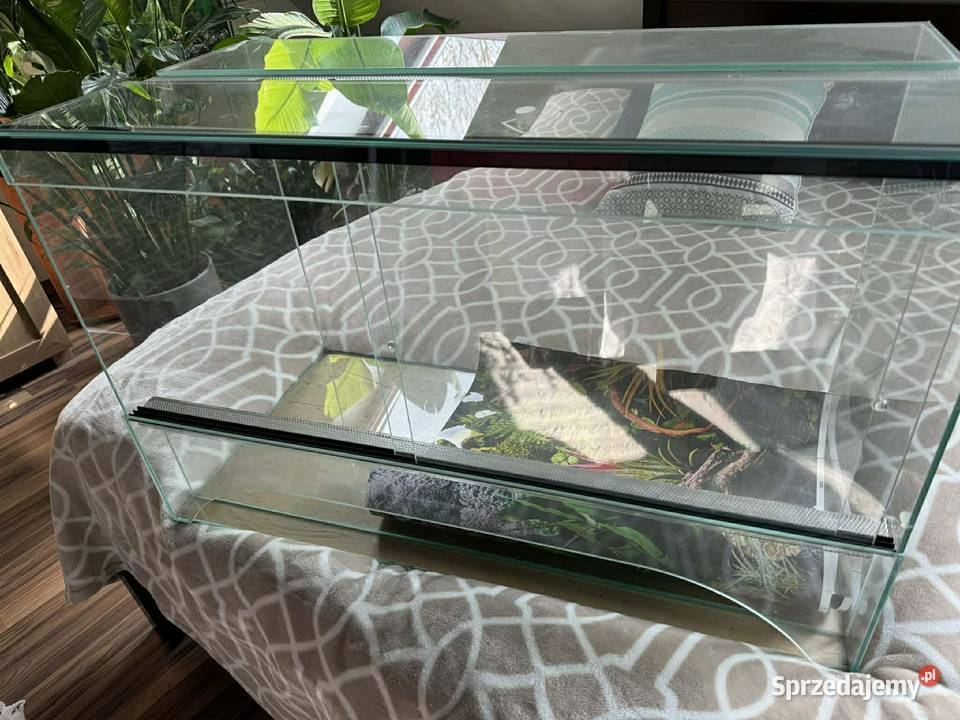 Sprzedam pytona królewskiego samca pół roczny Świdnica