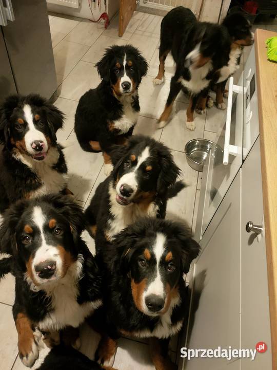 Berneński pies pasterski 4 pieski