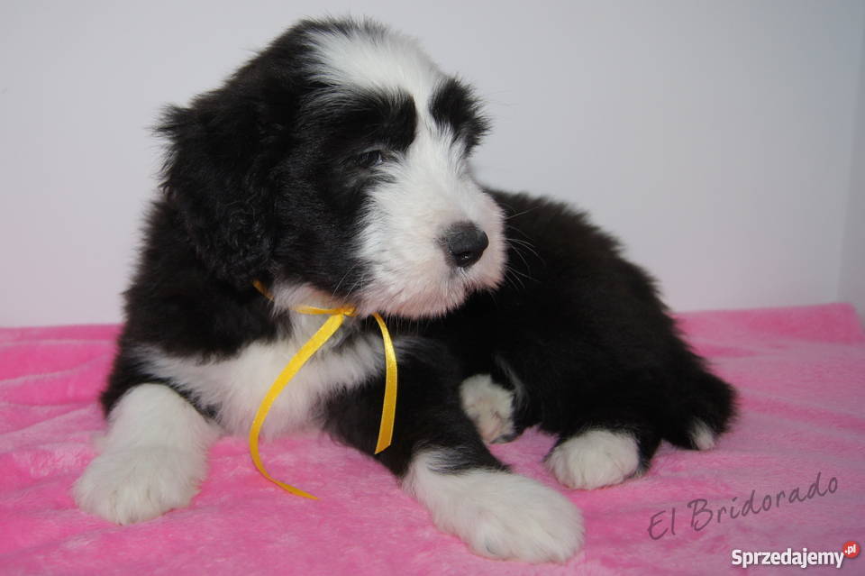 BEARDED COLLIE rodowodowe szczenięta