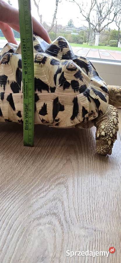 Żółw lamparci lądowy Lębork sprzedam